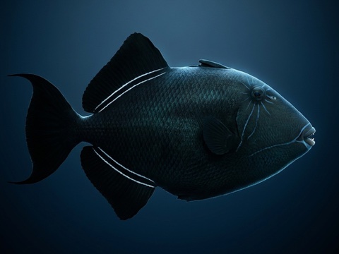 Hagi — black durgon