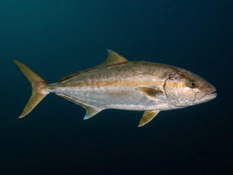 Kahala — amberjack