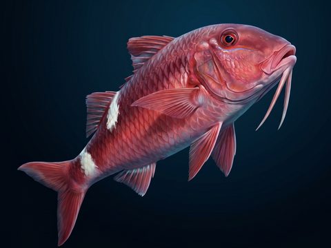 Kumu — Whitesaddle Goatfish