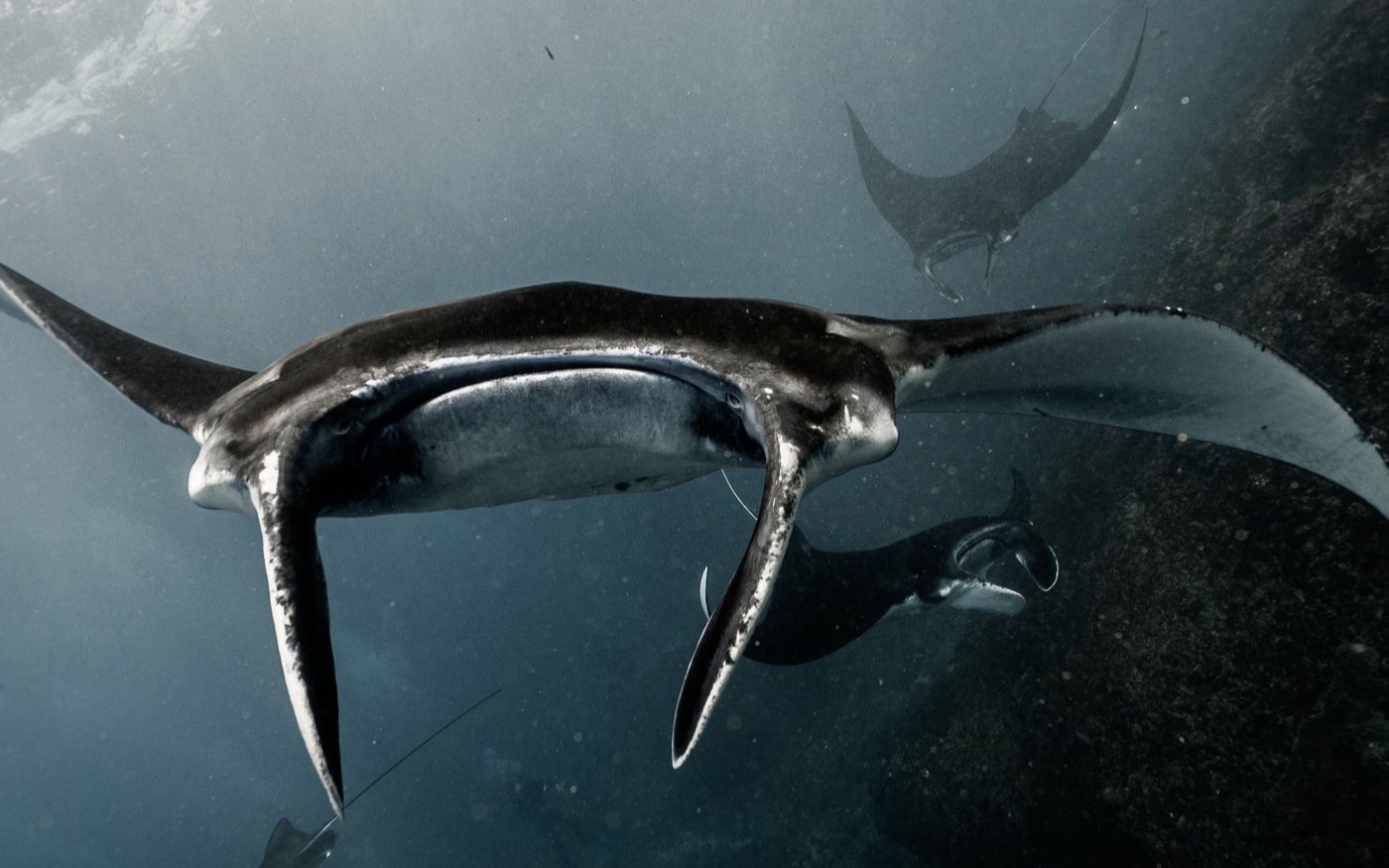 Manta rays gliding through dark water above a diver's silhouette