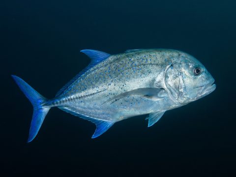 'Ōmilu — Bluefin Trevally
