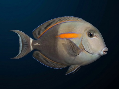 Naʻenaʻe — orangeband surgeonfish