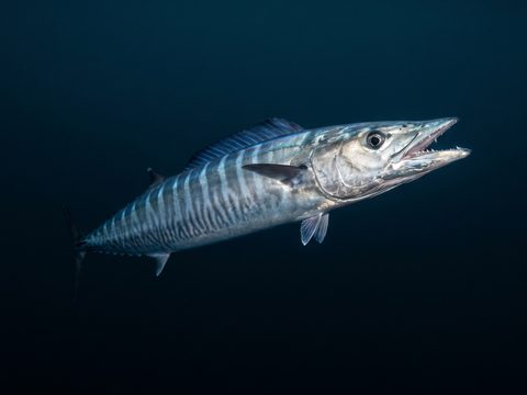 'Ono — Wahoo