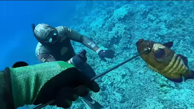 A diver and a fish on a spear above the reef during the Outdoor Boys spearfishing lesson