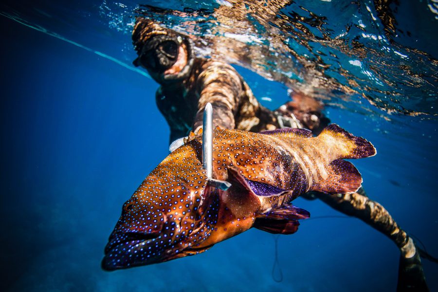 Spearo with an invasive roi on the shaft — Kona reef