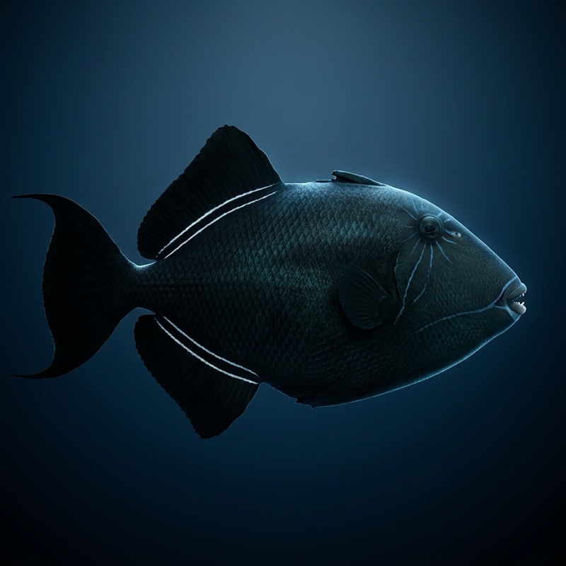 Hagi — Black Durgon (Melichthys niger) in Hawaii