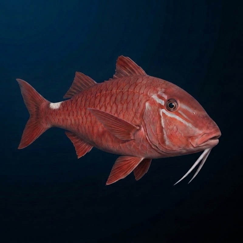 Kumu — the fish for this recipe