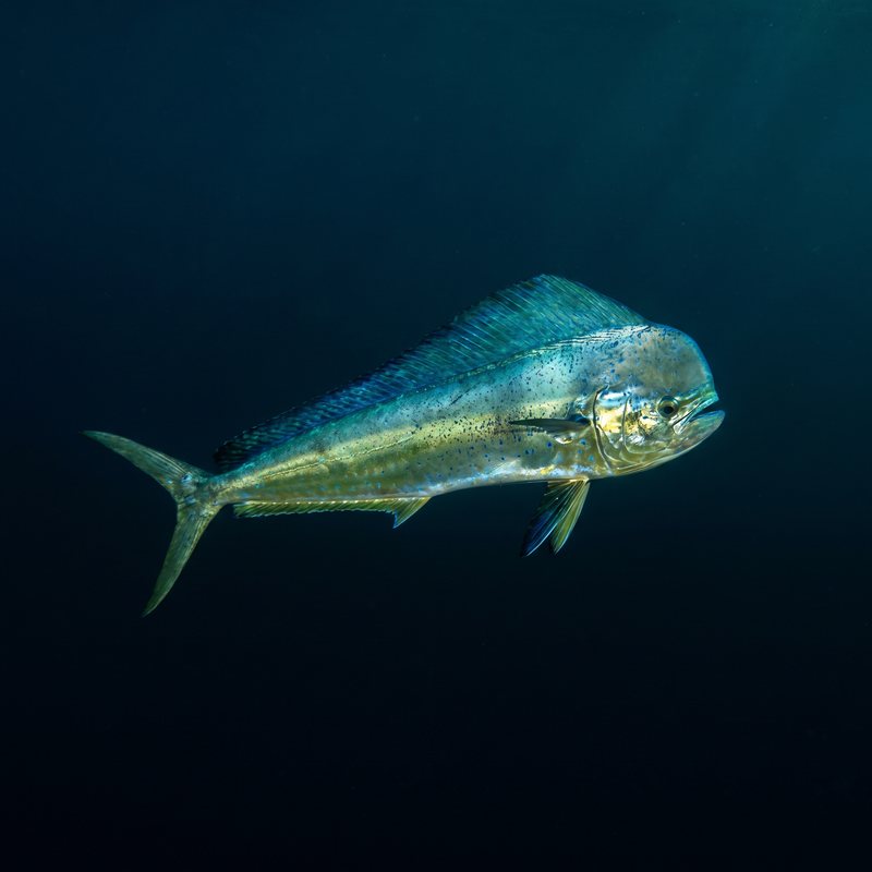 Mahi-Mahi — Dolphinfish (Coryphaena hippurus) in Hawaii
