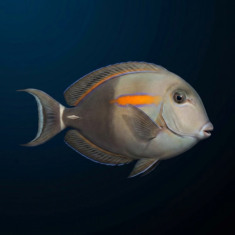 Naʻenaʻe — Orangeband Surgeonfish (Acanthurus olivaceus) in Hawaii