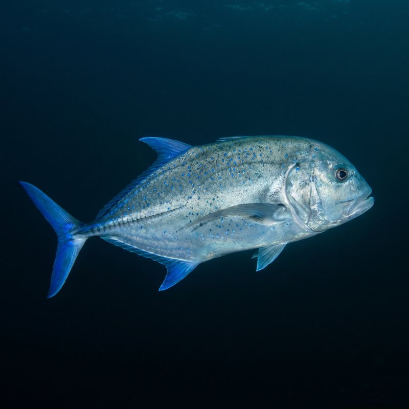 'Ōmilu — Bluefin Trevally (Caranx melampygus) in Hawaii