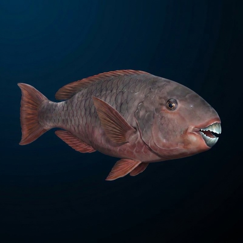 Uhu — Parrotfish (Scarus rubroviolaceus) in Hawaii