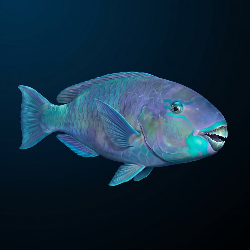 Uhu — Parrotfish (Scarus rubroviolaceus) in Hawaii