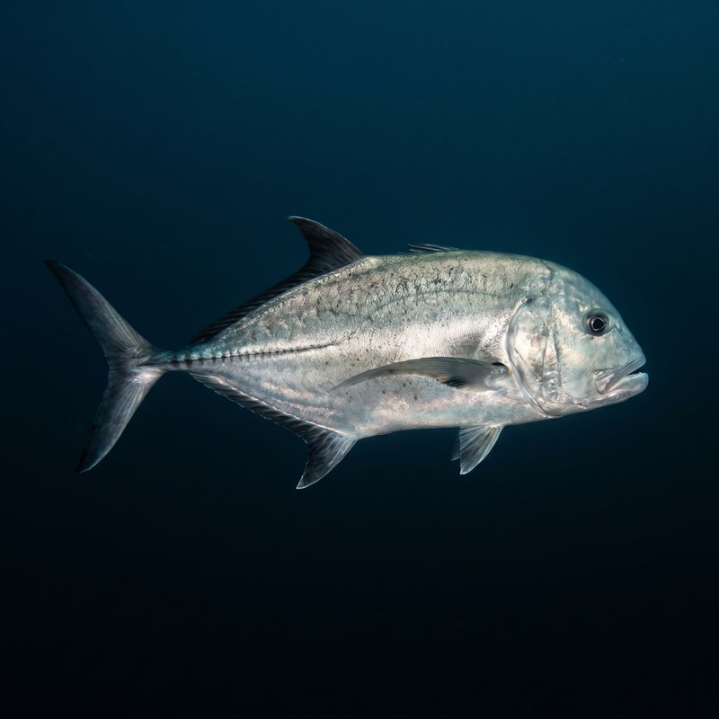 Ulua — Giant Trevally (Caranx ignobilis) in Hawaii