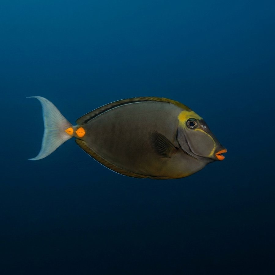 Umaumalei — Orangespine Unicornfish (Naso lituratus) in Hawaii