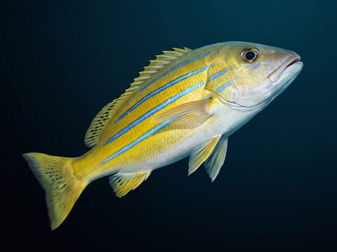 Ta‘ape — bluestripe snapper