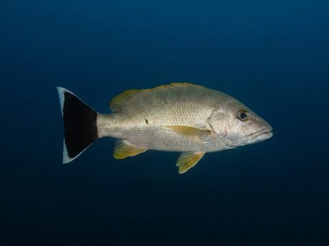 To‘au — blacktail snapper