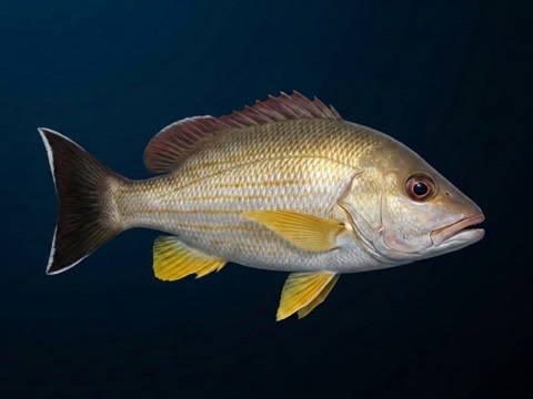 To‘au — blacktail snapper