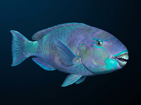 Uhu — parrotfish