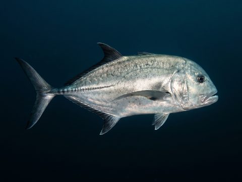 Ulua — Giant Trevally