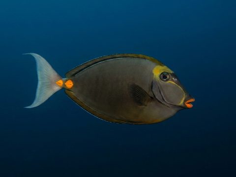 Umaumalei — orangespine unicornfish