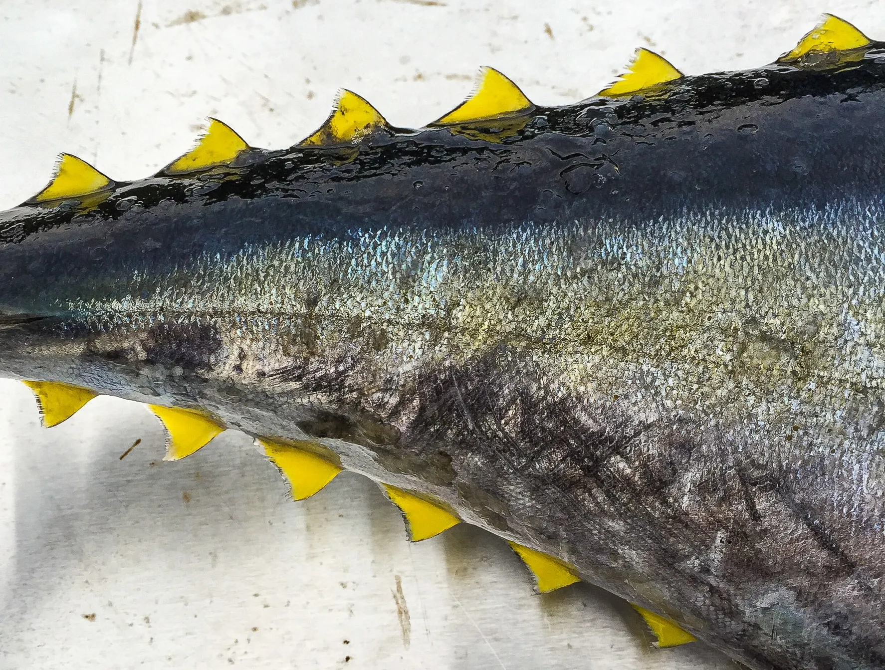Ahi Yellow Fin Tuna